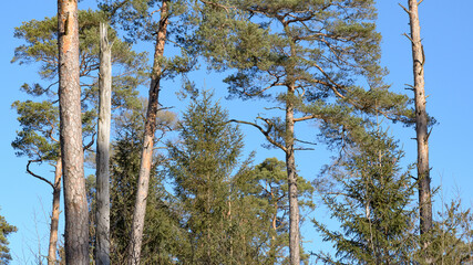 Fototapeta premium European Pine Pinus conifer tree in a forest against bright blue sky, natural woodland background