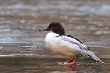 Common merganser swimming in the water.