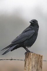 Carrion crow (Corvus corone) 