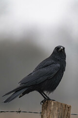 Carrion crow (Corvus corone) 