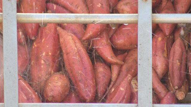 Sweet potatoes cleaning with water in a industrial tray. Ipomoea Batatas