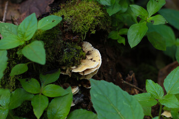 close up photo of bracket fungus on mossy wood