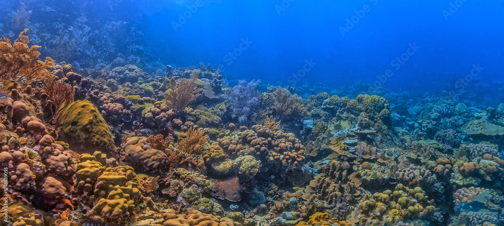 Wall mural Caribbean coral garden, Bonaire