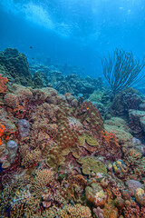 Caribbean coral garden, Bonaire