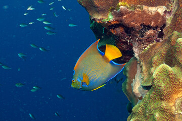 queen angelfish ,Holacanthus ciliaris off coast of Bonaire