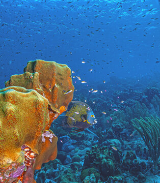 Pomacanthus paru, French angelfish,