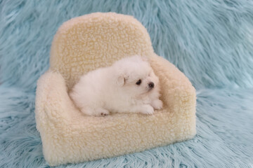 A white Pomeranian puppy sits on a small, light milk-colored plush chair. The puppy looks relaxed...