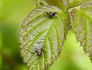 Echten Krabbenspinne (Xysticus)