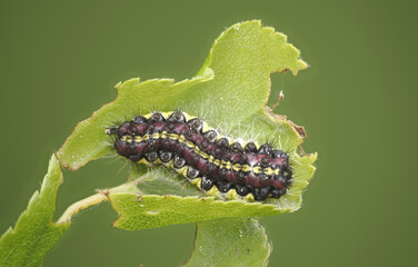 Blaukopf (Diloba caeruleocephala), auch Brillenvogel