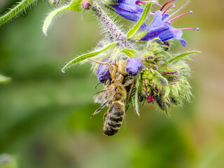 Anspruchslose Krabbenspinne (Xysticus kochi) mit Honigbiene