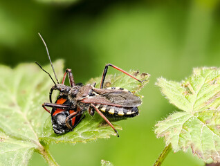 Mediterrane Mordwanze (Rhynocoris erythropus)