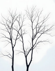 Obraz premium Bare tree branches on a pale white background, dinamic scene. with white shades