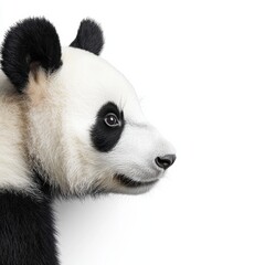 Naklejka premium A baby panda bear is looking at the camera