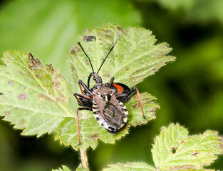 Mediterrane Mordwanze (Rhynocoris erythropus) mit Zikade als Beute