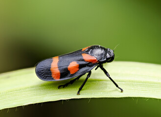 Gemeine Blutzikade (Cercopis vulnerata)