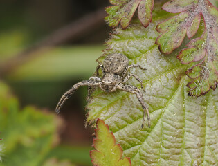 Krabbenspinne (Xysticus acerbus)