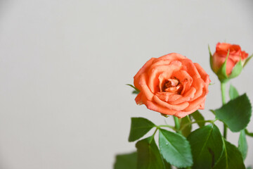 オレンジ色のバラ