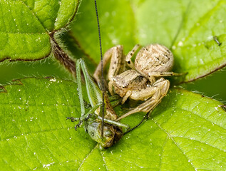 Anspruchslose Krabbenspinne (Xysticus kochi) mit Heuschrecke