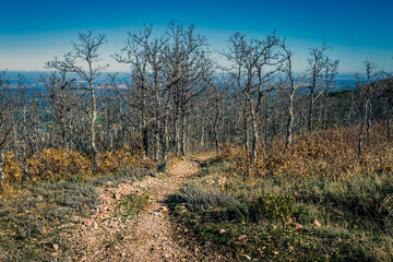 Path betwwen the oks in winter time from the Retuerta pathway in Toledo Hills