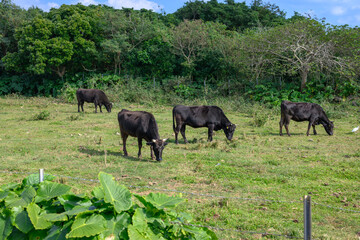 草を食む牛　石垣牛