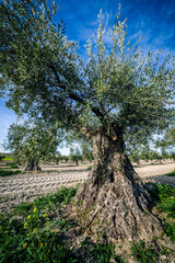 Old olive trees in Pinto's countryside.