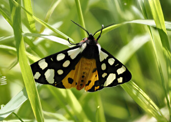 Schwarze Bär (Arctia villica)