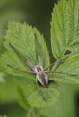 Listspinne (Pisaura mirabilis)