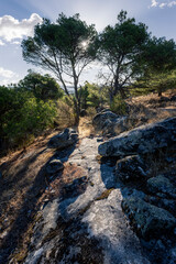 Sendero entre los pinos