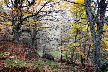 Hayedo en los Picos de Urbión