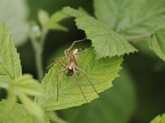 Listspinne (Pisaura mirabilis)