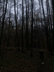 An atmospheric, dark, and slightly mystical autumn landscape featuring rich, muted hues of fall foliage and a delicate veil of fog.