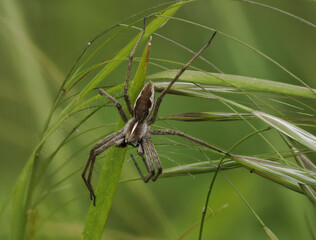 Listspinne (Pisaura mirabilis)