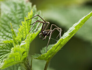 Listspinne (Pisaura mirabilis)