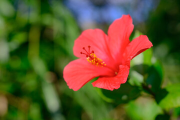 赤いハイビスカス
