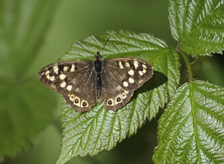 Waldbrettspiel (Pararge aegeria)