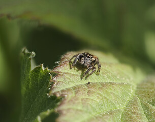 Bunter Sichelspringer (Evarcha falcata)