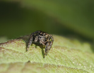 Bunter Sichelspringer (Evarcha falcata)