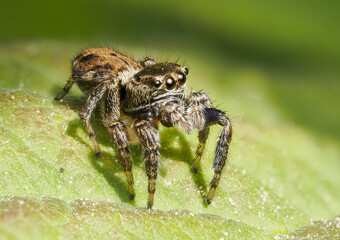 Bunter Sichelspringer (Evarcha falcata)