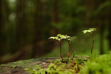 Four tiny, young fern plants on a dead tree stump in the Bavarian forest. Concept of growth and...