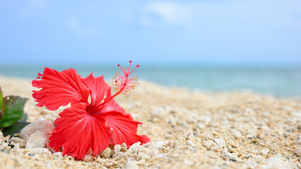 青い海と青い空とハイビスカス © Peak River