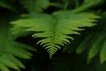 Green fern leaf with dark background. Bavarian forest, Germany. © Emily Tubbesing