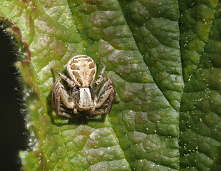 Braune Krabbenspinne oder Busch-Krabbenspinne (Xysticus cristatus)