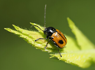 Zweigepunkteter Fallkäfer (Cryptocephalus bipunctatus)