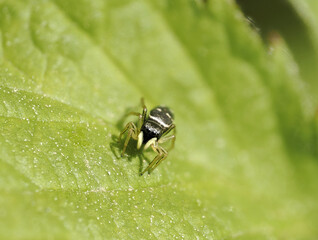Springspinne (Heliophanus)
