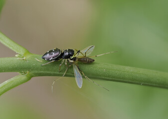 Springspinne (Heliophanus)