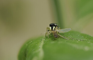 Springspinne (Heliophanus)