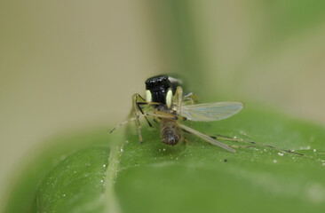 Springspinne (Heliophanus)