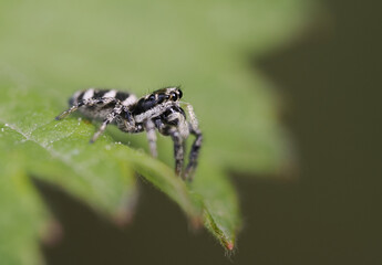 Zebraspringspinne (Springspinne (Heliophanus)