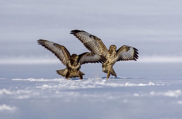 Common buzzard (Buteo buteo) in flying, fighting buzzards in natural habitat, hawk bird on the ground, predatory bird close up hunting time winter frosty day with snow. Dogfight, fight for survival.