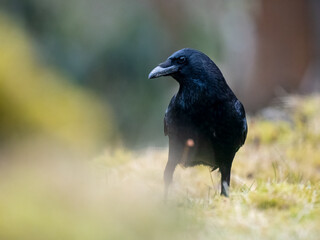 Rabenkrähe (Corvus corone)